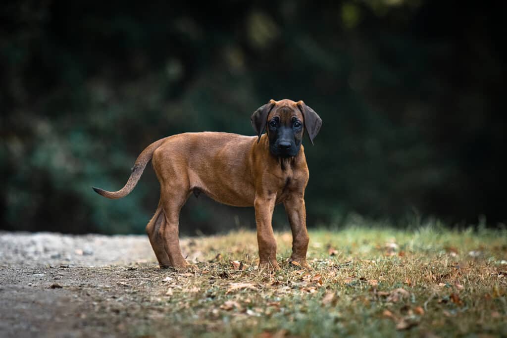Fotografie von einem Ridgeback Welpen im Grünen