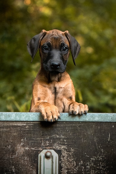 Fotografie von einem Ridgeback Welpen in einem Anhängerwagen, hängt mit den Pfötchen raus