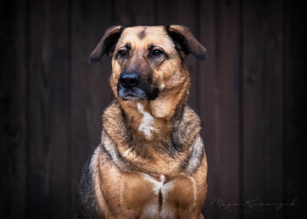 Fotografie von einem braunen Hundemix vor einem braunen Tor