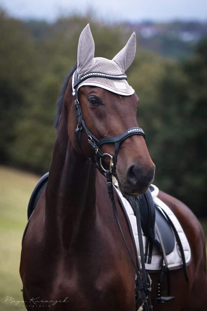 Fotografie von einem braunen Pferd mit Sattel und Trense