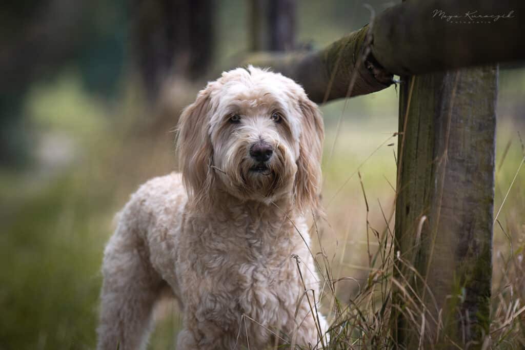 Fotografie von einem blonden Labradoodle, im Grünen