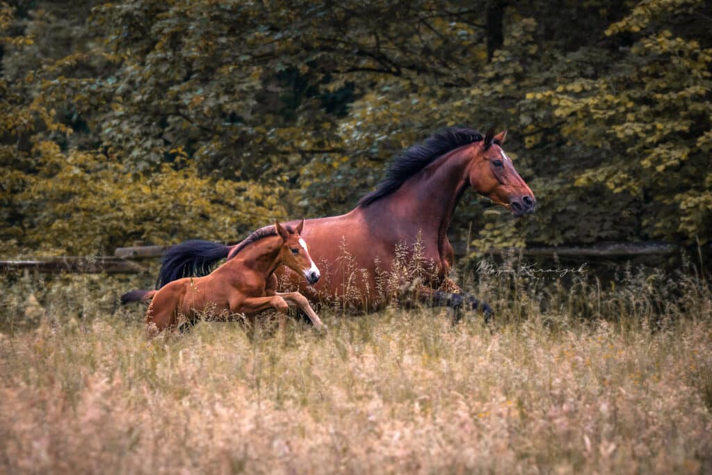 galoppierende Stute mit ihrem Fohlen im hohen Gras auf einer Wiese