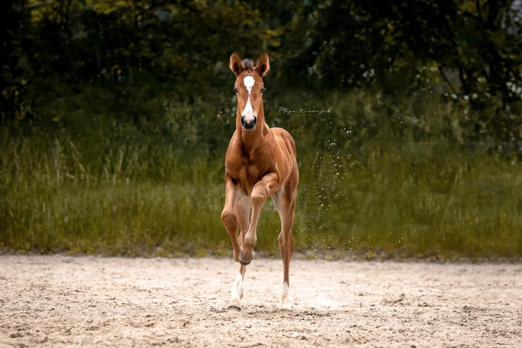 Galoppierendes braunes Fohlen auf dem Reitplatz