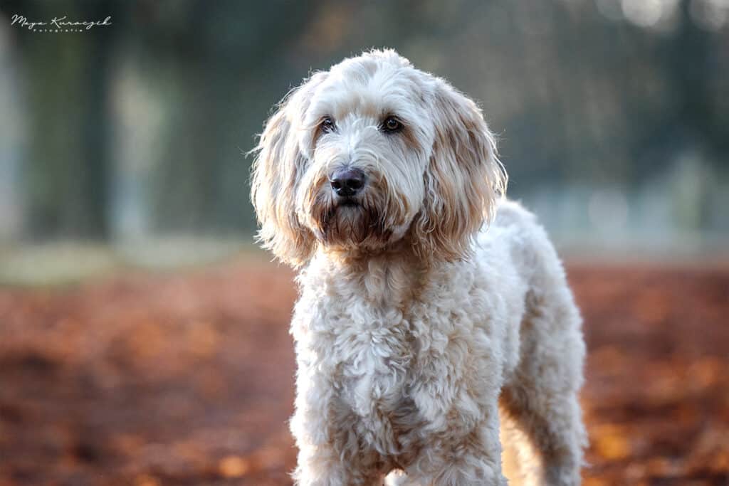 Fotografie von einem blonden Labradoodle im Wald mit Bokeh