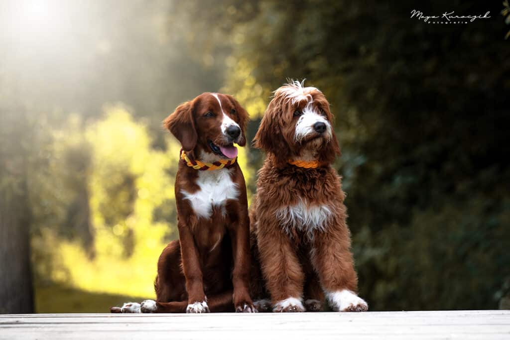 Fotografie von zwei Hundewelpen Goldendoodle im Grünen mit Lichtschein