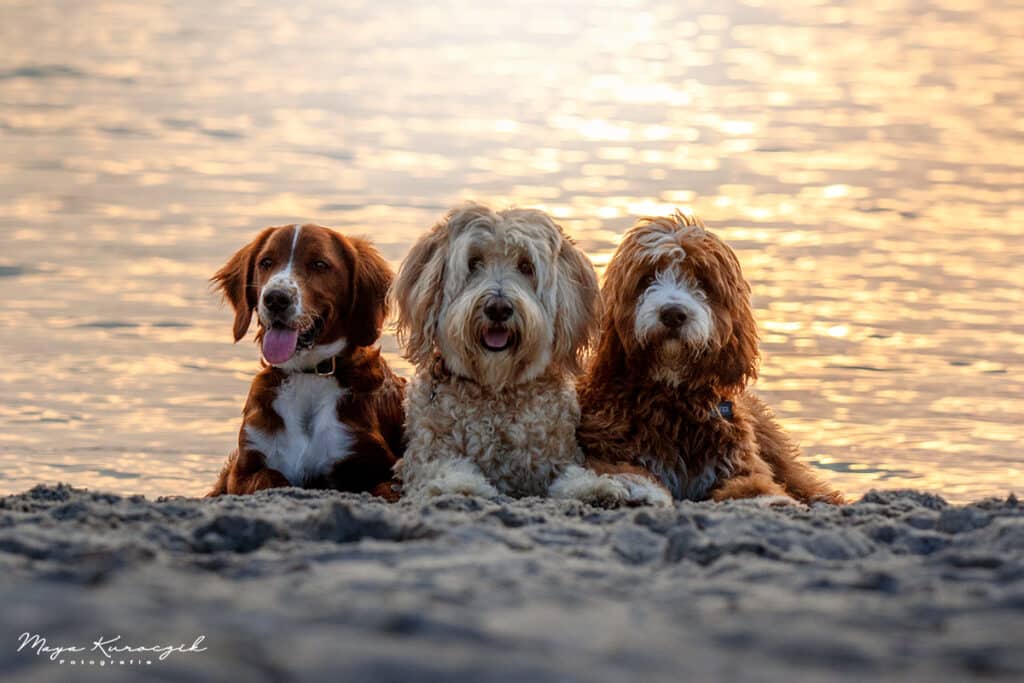 Fotografie von drei Doodle Hunden am Meer im Sonnenuntergang