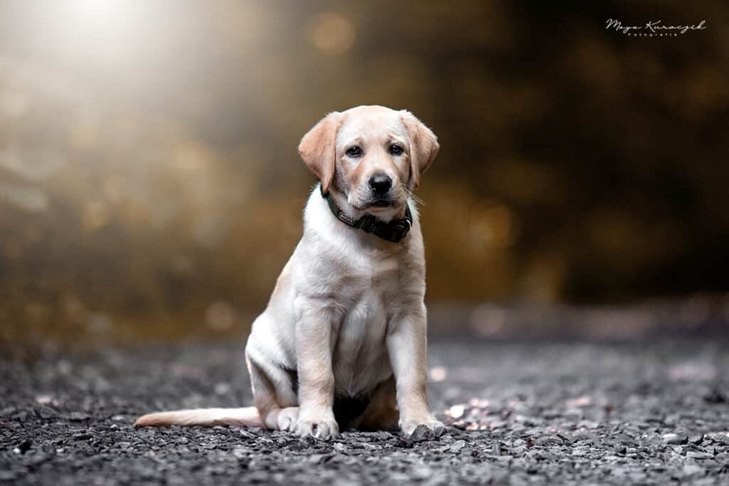 Fotografie von einem blonden Labradorwelpen im Wald mit Lichtschein