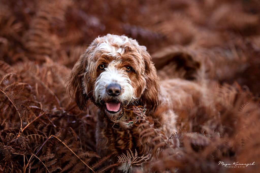 Fotografie von einem braunen Goldendoodle im braunen Farn