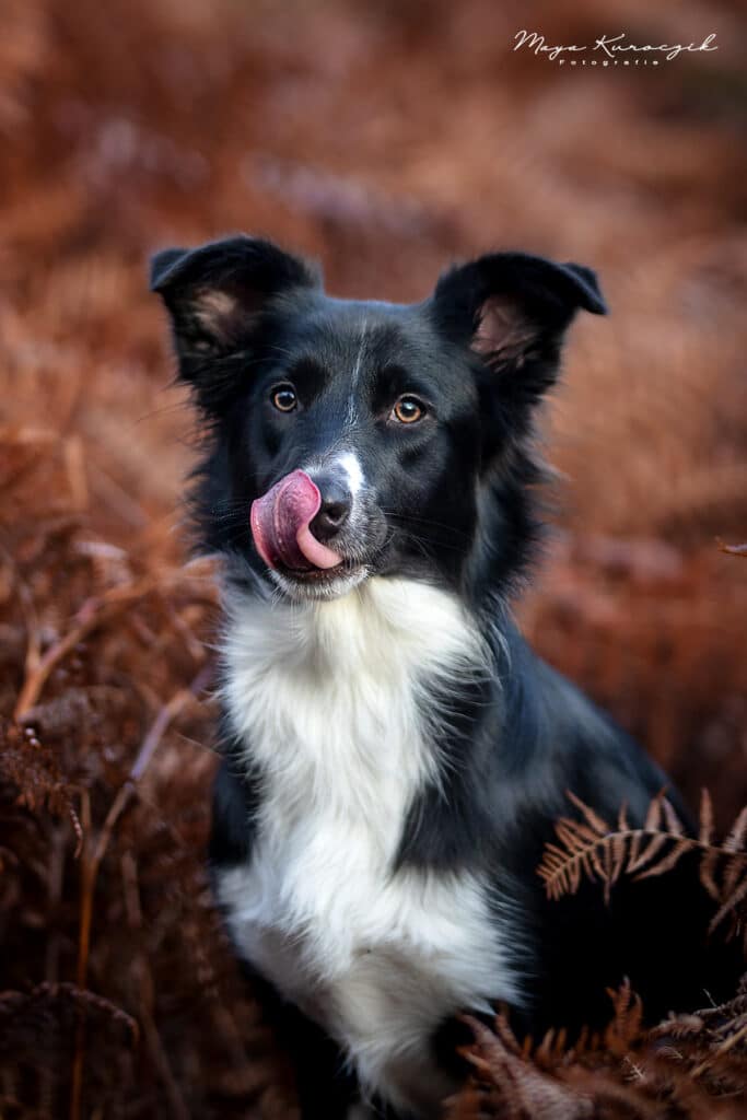 Fotografie von einem schwarz weißen Australien Shepherd im braunen Farn