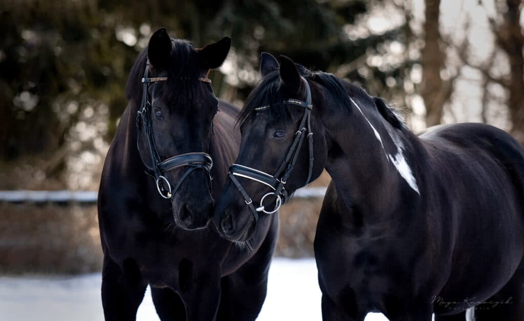 Zwei Pferde im Portrait schnuppern an einander