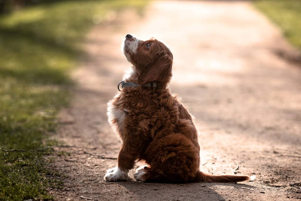 Fotografie von einem Goldendoodle Welpen, welcher auf dem Weg sitzt