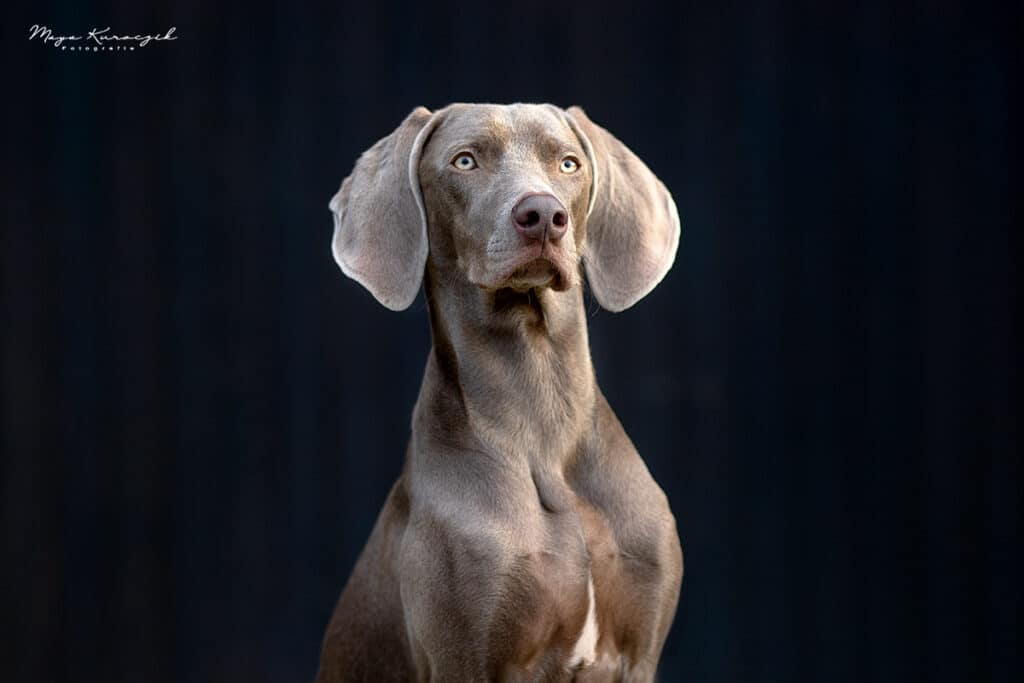 Fotografie von einem Weimaraner Junghund vor einer dunklen Wand im Portrait