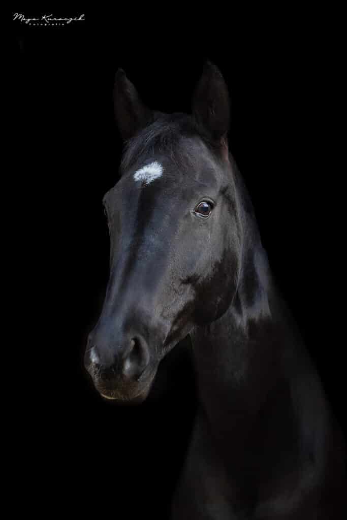 Fotografie von einem schwarzes Pferdekopf mit einem schwarzes Hintergrund