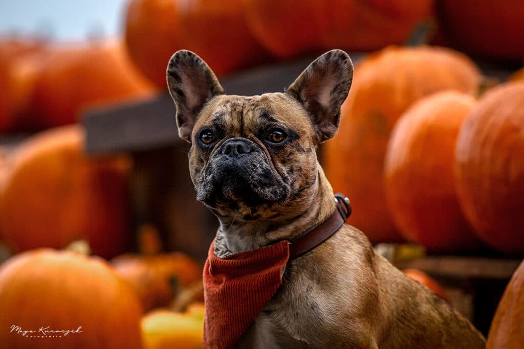 Fotografie von einer französischen Bulldogge zwischen vielen Kürbissen