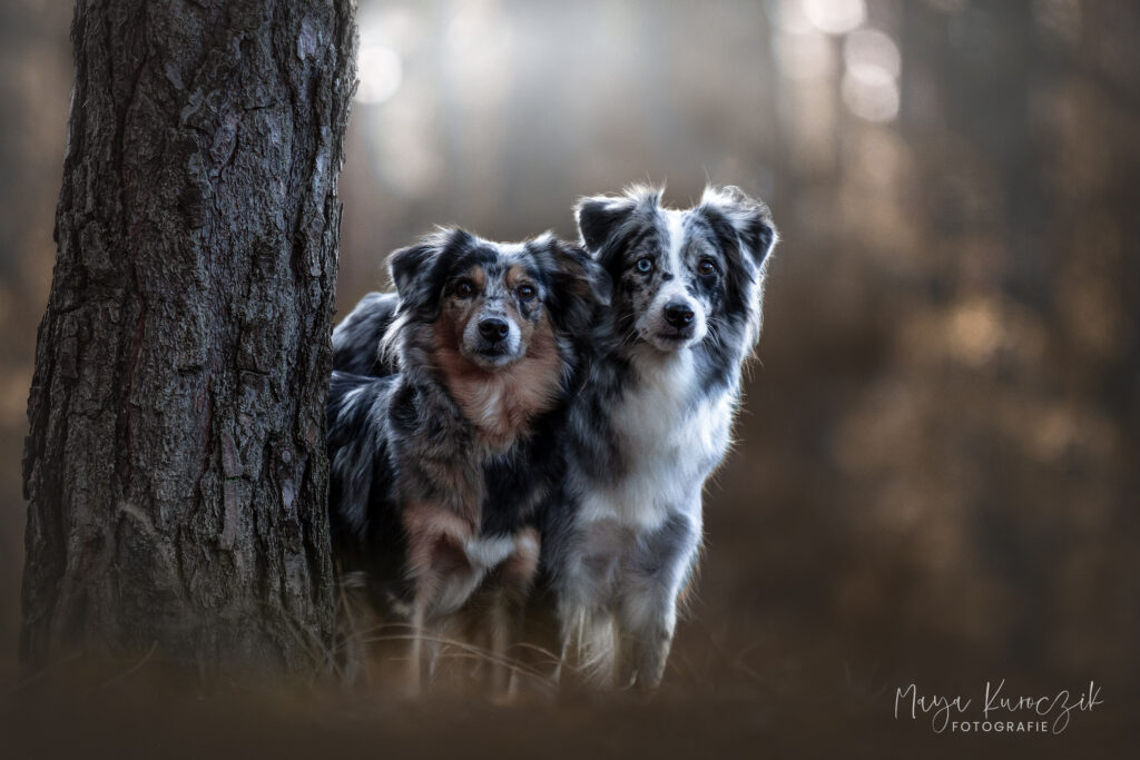 zwei Mini Australian Shepherds im Wald