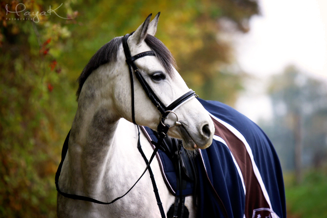 Fotografie von einem weißen Pferd mit Trense und Sattel im Grünen