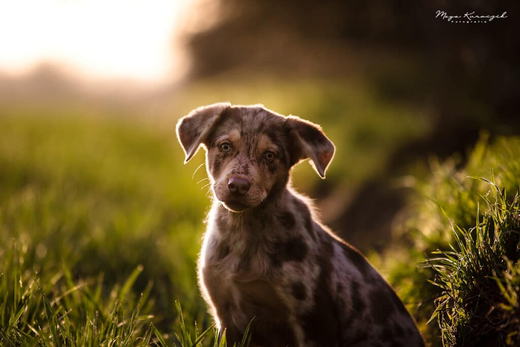 Fotografie von einem braunen Australian Shepherd Mix Welpen auf einer Wiese im Sonnenuntergang