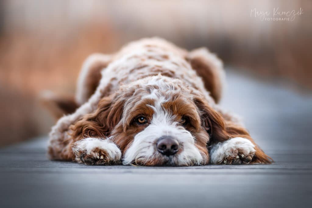 Goldendoodle legt seinen Kopf auf einem Steg im Wald ab