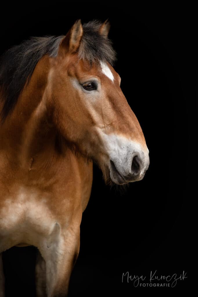 Kaltblut vor schwarzem Hintergrund