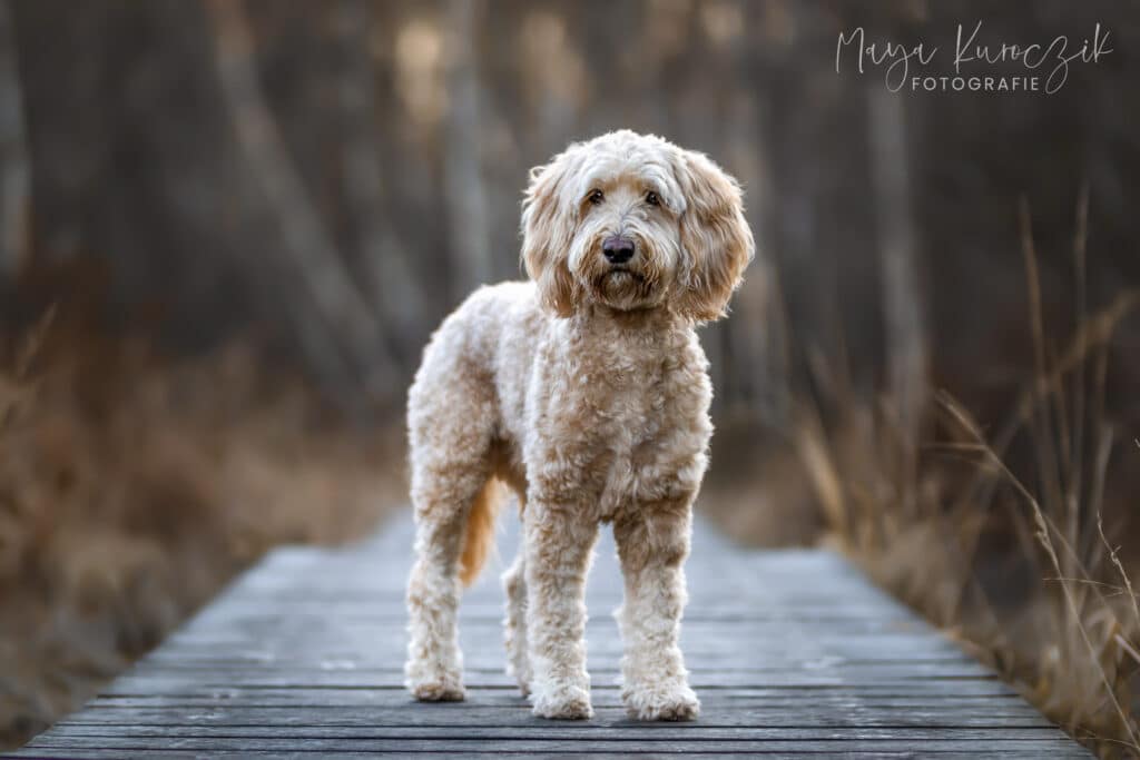Labradoodle Fotografie auf einem Steg